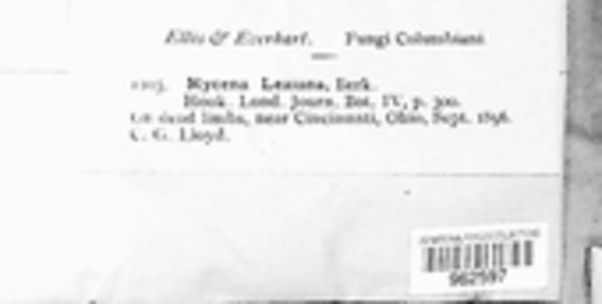 Mycena leaiana image
